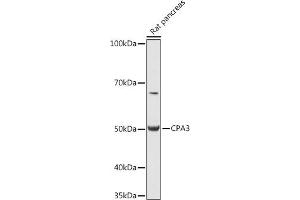 Western blot analysis of extracts of Rat pancreas, using CP antibody (ABIN7266079) at 1:1000 dilution. (CPA3 antibody  (AA 110-417))