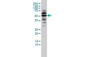 CAP2 antibody  (AA 1-477)