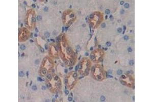 Figure. (Renin antibody  (AA 110-221))