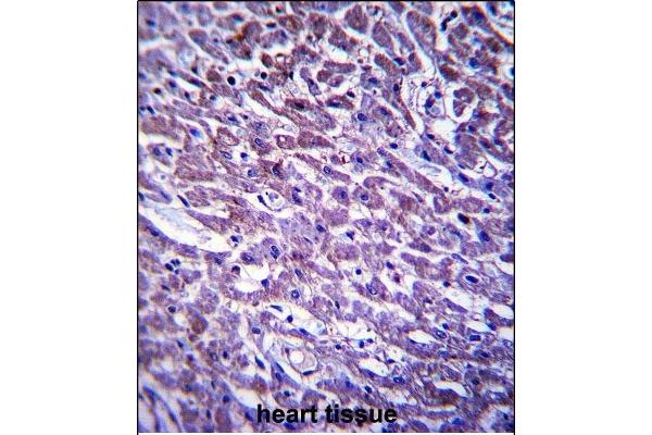 XIRP1 antibody  (C-Term)
