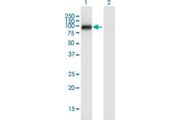 NUAK2 antibody  (AA 521-628)