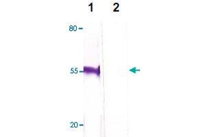The HeLa cell lysate was immuno-blotted by FOXP3 polyclonal antibody  at 1 : 500 (Lane 1). (FOXP3 antibody  (C-Term))