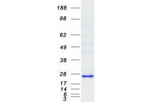 Validation with Western Blot (DUSP14 Protein (Myc-DYKDDDDK Tag))