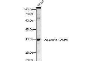 Western blot analysis of extracts of SKOV3 cells, using Aquaporin-4  antibody (ABIN3016920, ABIN3016921, ABIN3016922 and ABIN6219881) at 1:500 dilution. (Aquaporin 4 antibody  (AA 244-323))