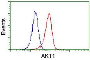 Image no. 8 for anti-V-Akt Murine Thymoma Viral Oncogene Homolog 1 (AKT1) antibody (ABIN1496556) (AKT1 antibody)