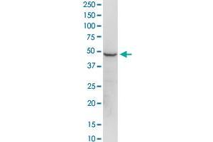 Western Blotting (WB) image for anti-Eukaryotic Translation Elongation Factor 1 gamma (EEF1G) (AA 1-437) antibody (ABIN515173)