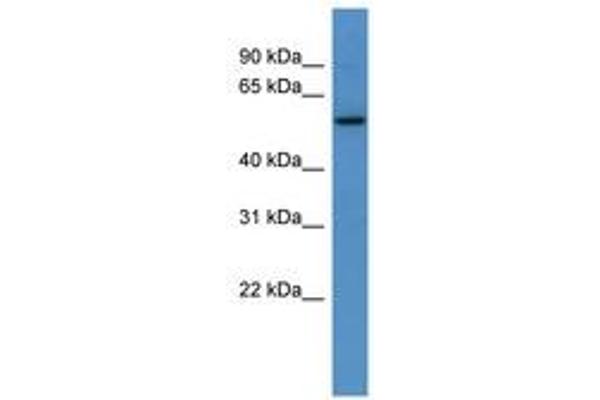 PAPD4 antibody  (C-Term)