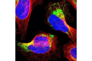 Immunofluorescent staining of human cell line U-2 OS with PTRH2 polyclonal antibody  shows positivity in mitochondria. (PTRH2 antibody  (AA 42-178))