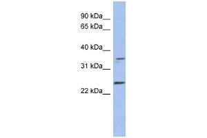 NDN antibody used at 1 ug/ml to detect target protein. (NDN antibody)