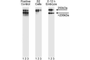 Western blot analysis of gp250. (SORL1 antibody  (AA 1220-1337))