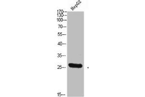 Western Blot analysis of HEPG2 cells using Tryptase-3 Polyclonal Antibody diluted at 1:800. (TPSD1 antibody  (AA 51-100))