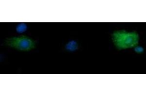 Image no. 1 for anti-Ring Finger Protein 39 (RNF39) antibody (ABIN1500723) (RNF39 antibody)