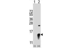 Western blot analysis of SUMO2 antibody and 293 cell lysate (2 ug/lane) either nontransfected (Lane 1) or transiently transfected (2) with the SUMO2 gene. (SUMO2 antibody  (AA 63-93))