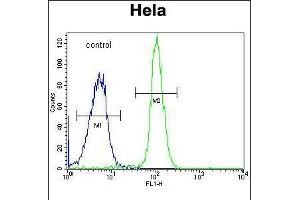 Flow cytometric analysis of Hela cells (right histogram) compared to a negative control cell (left histogram). (ADPRHL2 antibody  (N-Term))