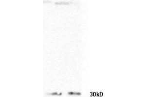 L1 and L2 rat lung lysates probed with Anti-phospho-MEK1/MAP2K1 (Thr386) Polyclonal Antibody, Unconjugated (ABIN801708) at 1:1000 in 4 °C. (MEK1 antibody  (pThr386))
