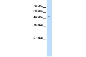 SLC18A2 antibody used at 0. (SLC18A2 antibody)