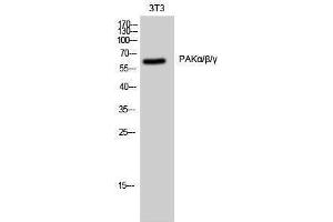 Western Blotting (WB) image for anti-PAKalpha/beta/gamma (Lys18) antibody (ABIN3176760) (PAKalpha/beta/gamma antibody  (Lys18))