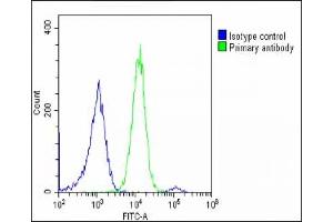 Overlay histogram showing U-2 OS cells stained with (ABIN656158 and ABIN2845489)(green line). (p130 antibody  (N-Term))