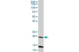 FUNDC2 MaxPab polyclonal antibody. (FUNDC2 antibody  (AA 1-189))
