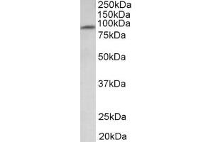 Western Blotting (WB) image for anti-Major Facilitator Superfamily Domain Containing 6 (MFSD6) (AA 164-175), (Extracellular Domain) antibody (ABIN1103026) (MFSD6 antibody  (Extracellular Domain))