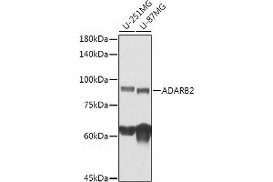 Western blot analysis of extracts of various cell lines, using  antibody (ABIN7265460) at 1:1000 dilution. (ADARB2 antibody)