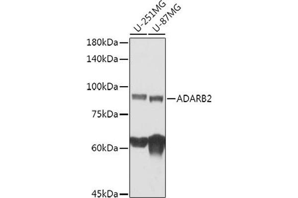 ADARB2 抗体