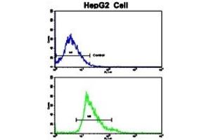 Flow Cytometry (FACS) image for anti-Creatine Kinase, Muscle (CKM) antibody (ABIN3002974) (CKM antibody)