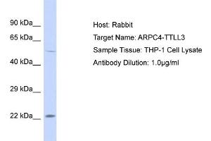Host: Rabbit Target Name: ARPC4 Sample Tissue: Human THP-1 Whole Cell Antibody Dilution: 1ug/ml (ARPC4-TTLL3 antibody  (N-Term))