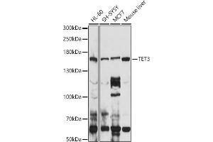 Western blot analysis of extracts of various cell lines, using TET3 antibody (ABIN6133174, ABIN6149021, ABIN6149023 and ABIN6223527) at 1:1000 dilution.