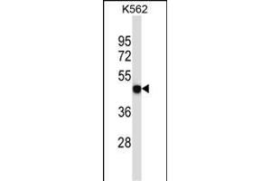 P2RX5 Antibody (C-term) (ABIN657980 and ABIN2846926) western blot analysis in K562 cell line lysates (35 μg/lane). (P2RX5 antibody  (C-Term))