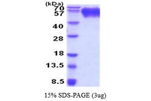 SDS-PAGE (SDS) image for Signal-Regulatory Protein alpha (SIRPA) (AA 32-373) protein (His tag) (ABIN5854453)