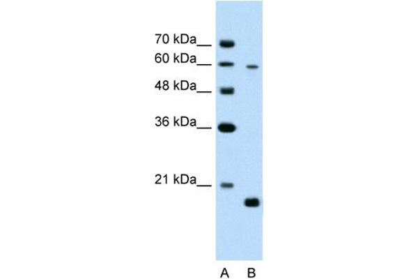 SLC38A4 antibody  (Middle Region)