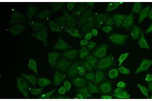Immunofluorescence analysis of U2OS cells using C21orf33 Polyclonal Antibody (C21orf33 antibody)