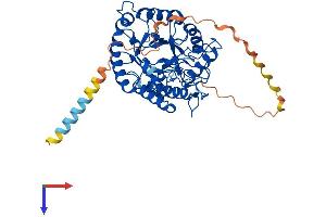 AlphaFold protein structure predicition of Mouse Recombinant Maneal Protein, UniprotID Q6P1J0 (MANEAL Protein (AA 1-452) (His tag))
