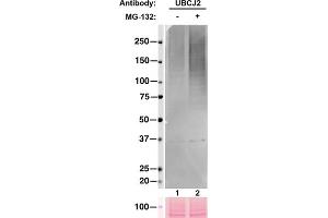 Western Blot analysis of ubiquitinylated conjugates in whole cell lysates using the Mono- and polyubiquitinylated conjugates mAb (UBCJ2) . (Ubiquitin antibody)