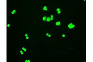 Immunofluorescent staining of HT29 cells using anti-HHex mouse monoclonal antibody (ABIN2452382). (HHEX antibody  (AA 100-270))