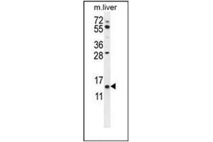 Western blot analysis of GTSF1 Antibody (Center) in mouse liver tissue lysates (35ug/lane). (GTSF1 antibody  (Middle Region))
