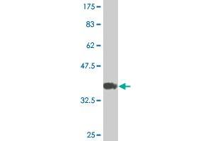 Western Blot detection against Immunogen (36. (HOXB9 antibody  (AA 1-98))