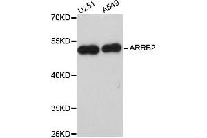 Western blot analysis of extracts of various cell lines, using ARRB2 antibody (ABIN5970517) at 1/1000 dilution. (Arrestin 3 antibody)