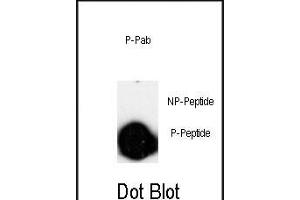 Dot blot analysis of anti-Phospho-LINGO-1(LRRN6A)-p Pab (ABIN650826 and ABIN2839798) on nitrocellulose membrane. (LINGO1 antibody  (pSer596))