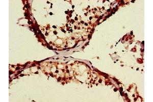 Immunohistochemistry of paraffin-embedded human testis tissue using ABIN7174147 at dilution of 1:100 (ZRSR2 antibody  (AA 191-372))