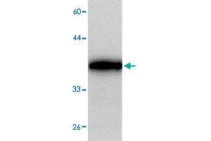 Western blot analysis in MATR3 recombinant protein with MATR3 monoclonal antibody, clone 3665a  at 1 : 1000 dilution. (MATR3 antibody)