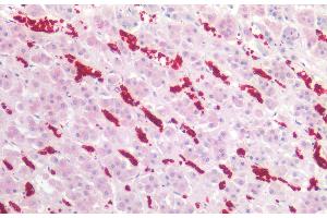 Immunohistochemistry staining of human adrenal (paraffin-embedded sections) with anti-CD235a (JC159), 5 μg/mL. (CD235a/GYPA antibody)