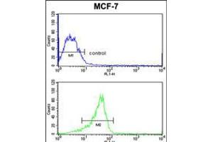 Flow cytometric analysis of MCF-7 cells (bottom histogram) compared to a negative control cell (top histogram). (RASL11B antibody  (N-Term))