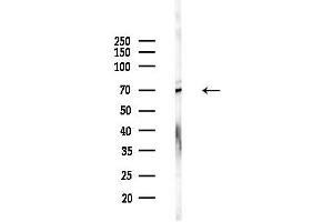 anti-TRAF3 Interacting Protein 3 (TRAF3IP3) (Internal Region) antibody