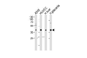 Western blot analysis of lysates from A549, HUVEC cell line and human liver, placenta tissue lysate(from left to right), using OLR1 Antibody (Center) (ABIN652795 and ABIN2842521). (OLR1 antibody  (AA 64-92))