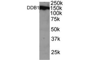 Western blot analysis of DDB1 in NSO cell lysate with ABIN121624. (DDB1 antibody  (C-Term))