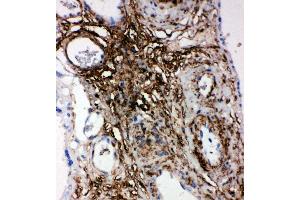 Anti-PLTP antibody, IHC(P) IHC(P): Human Placenta Tissue (PLTP antibody  (Middle Region))