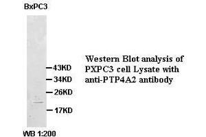 Image no. 1 for anti-Protein tyrosine Phosphatase Type IVA, Member 2 (PTP4A2) antibody (ABIN791174) (PTP4A2 antibody)