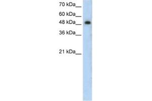 Western Blotting (WB) image for anti-Protein Kinase C, zeta (PRKCZ) antibody (ABIN2462644) (PKC zeta antibody)